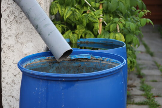 Blue rain barrels to collect rainwater that flows from roof gutters