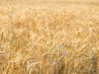 Yellow field of agriculture with ripe wheat, farming