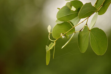 Obraz premium Bauhinia Racemosa Leaves with Copy Space, Vijayapura, Karnataka.
