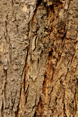 Neem Bark Texture, Vijayapura, Karnataka.