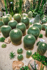 Obraz premium A Cactus Garden.