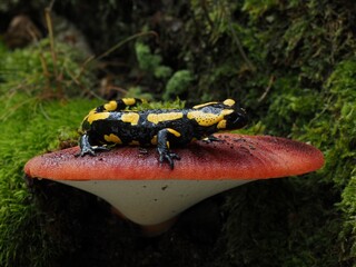 Feuersalamander auf Pilz