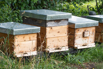 Bee hives in the field with bees