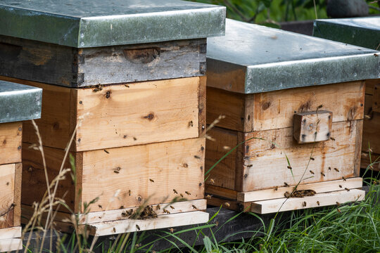 wooden hives with bees