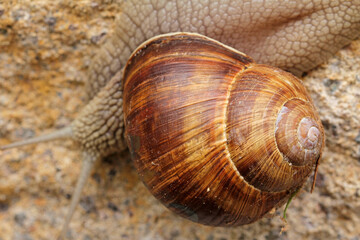 vineyard snail on the stone wall