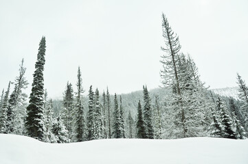 Fototapeta na wymiar winter travel roadway snowy forest in the mountains
