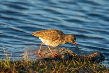 Common redshank (Tringa totanus)