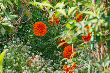 Kwiaty  aksamitek, latem w ogrodzie. Oświetlone jaskrawym światłem słonecznym czerwono pomarańczowe płatki kwiatów wśród gęstwiny zieleni łodyg i liści. - obrazy, fototapety, plakaty