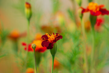 Kwiaty  aksamitek, latem w ogrodzie. Oświetlone jaskrawym światłem słonecznym czerwono pomarańczowe płatki kwiatów wśród gęstwiny zieleni łodyg i liści. - obrazy, fototapety, plakaty