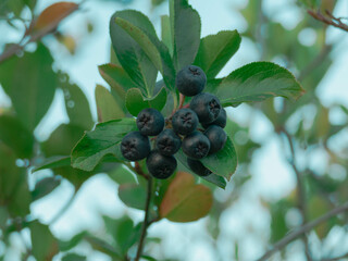 Dojrzałe, granatowe owoce aronii na gałęzi krzewu w trakcie wegetacji. W tle widać zielone liście.