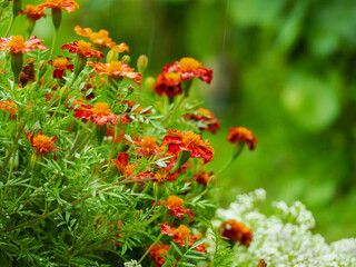 Ogród po deszczu. Liczne, czerwono pomarańczowe kwiaty aksamitki rozpierzchłej, liście i...
