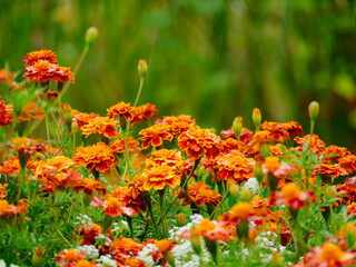 Ogród po deszczu. Liczne, czerwono pomarańczowe kwiaty aksamitki rozpierzchłej, liście i łodygi roślin są mokre od padającego deszczu. W tle widoczne są białe, drobne kwiaty smagliczki nadmorskiej.