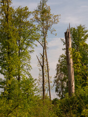 Fototapeta premium Mischwald