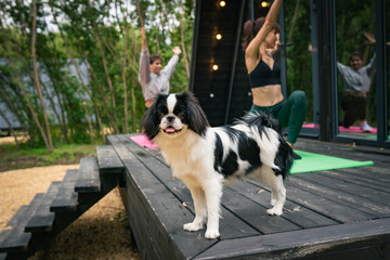 Dog stand on terrace with women practicing yoga, outdoor