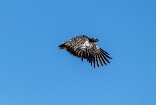 Photograph of a Southern screamer. The bird was found in Rio Grande do Sul, Brazil.