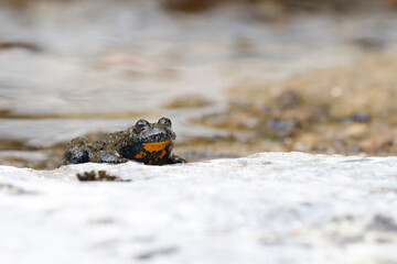 Ululone appenninico - Appenine yellow-bellied toad (Bombina pachypus)