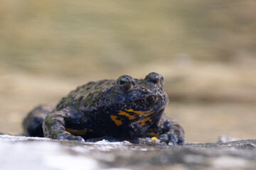 Ululone appenninico - Appenine yellow-bellied toad (Bombina pachypus)