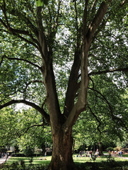 tree in park