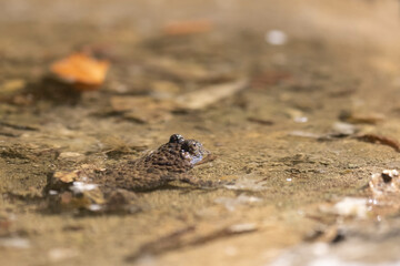 Ululone appenninico - Appenine yellow-bellied toad (Bombina pachypus)