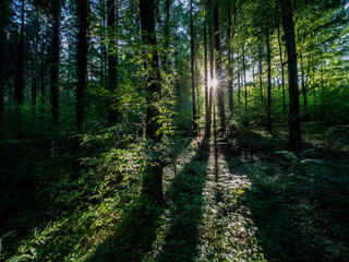 Obraz premium Mischwald