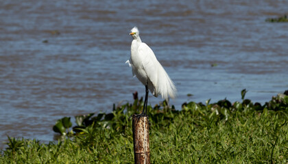 Photograph of a Great Egret on the shores of the lake.