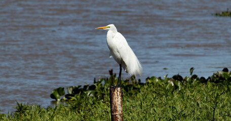 Photograph of a Great Egret on the shores of the lake.