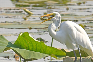 Egret Eating a Fish
