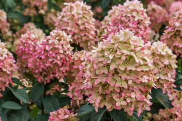 Close-up of a flowering hydrangea head in a flowering field. Blurred background.