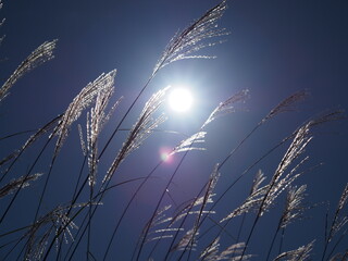 ススキと太陽