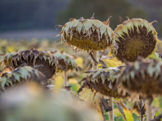 Welke Sonnenblumen auf dem Feld