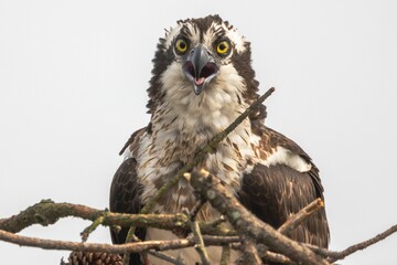 Portrait of an osprey