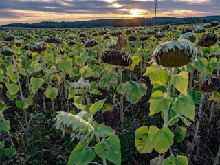 Welke Sonnenblumen auf dem Feld