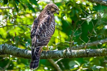 Red-shouldered hawk perched on a tree against a green background