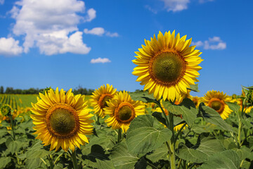 Agricultural field of the blooming common sunflowers . Photo with the selective focus