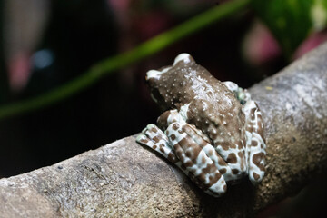 ジュウジメドクアマガエル　蛙　ミルキーフロッグ　Milk Frog　爬虫類　熱帯雨林木　ドクガエル