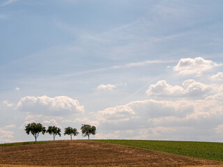 Baumgrundst&uuml;ck mit Obstb&auml;umen