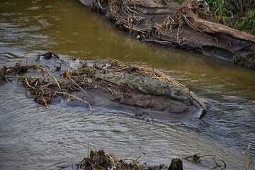 Crocodile, Spectacled Caiman crocodilus resting on the river, riverbank, crocodilian reptile found in, Costa Rica, Central America.