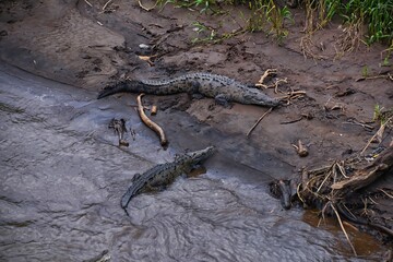 Crocodile, Spectacled Caiman crocodilus resting on the river, riverbank, crocodilian reptile found in, Costa Rica, Central America.