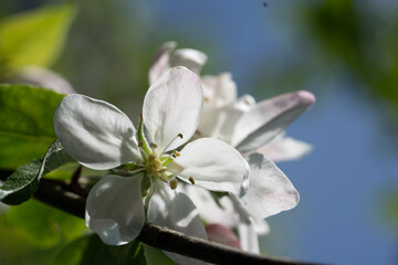 林檎の花　花　バラ科　つぼみ　春　初夏　花弁　