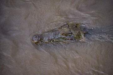 Crocodile, Spectacled Caiman crocodilus resting on the river, riverbank, crocodilian reptile found in, Costa Rica, Central America.