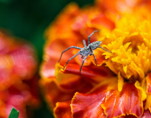 araignée sur fleur orange