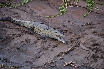 Crocodile, Spectacled Caiman crocodilus resting on the river, riverbank, crocodilian reptile found in, Costa Rica, Central America.