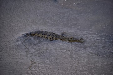 Crocodile, Spectacled Caiman crocodilus resting on the river, riverbank, crocodilian reptile found in, Costa Rica, Central America.