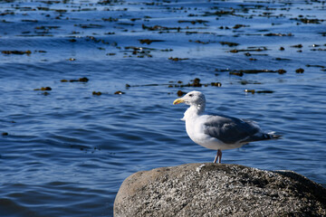 An image of a single white and grey seagull standing on a rock near to the ocean water. 