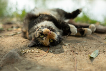 Cat. Three colors of hair in cat. Cute pet in summer.