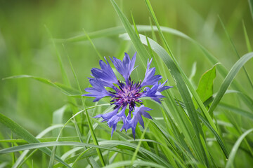 Cornflower, Centaurea cyanus, Asteraceae. Cornflower Herb or bachelor button flower in garden.