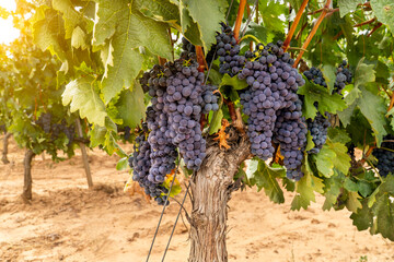 close up of a grapevine with grape bunches at La Rioja