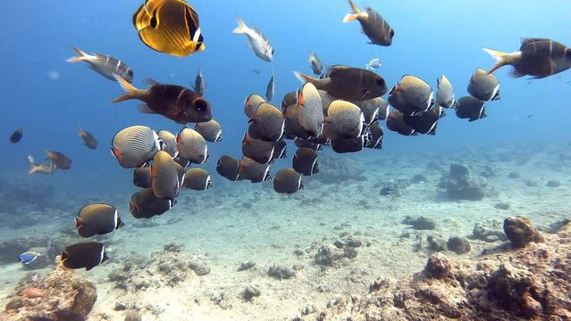 Halsband Falterfische und Gro&szlig;augen-Schnapper im indischen Ozean / Malediven