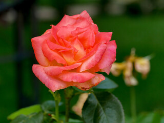 red rose in garden