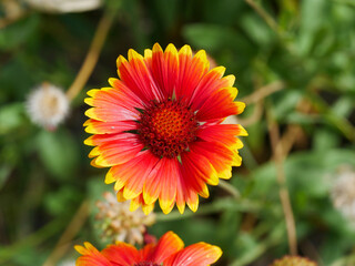 orange blanket flower in the garden